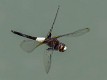 Pseudothemis jorina-2